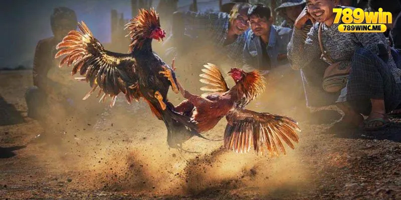 789win hợp tác với những nhà phát hành đá gà nào 