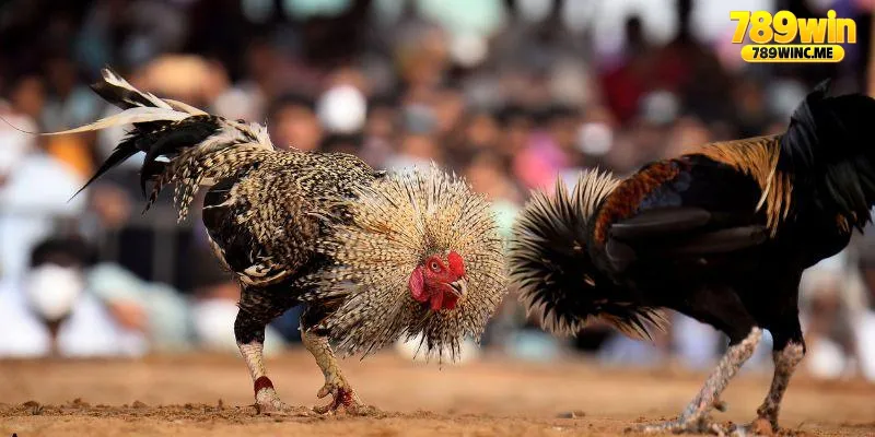 Vì sao sảnh cược đá gà 789win được ưu chuộng